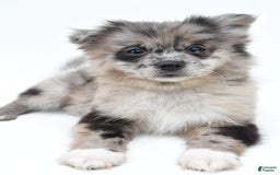 Pomeranian dogs for sale: Daisy - Image 5