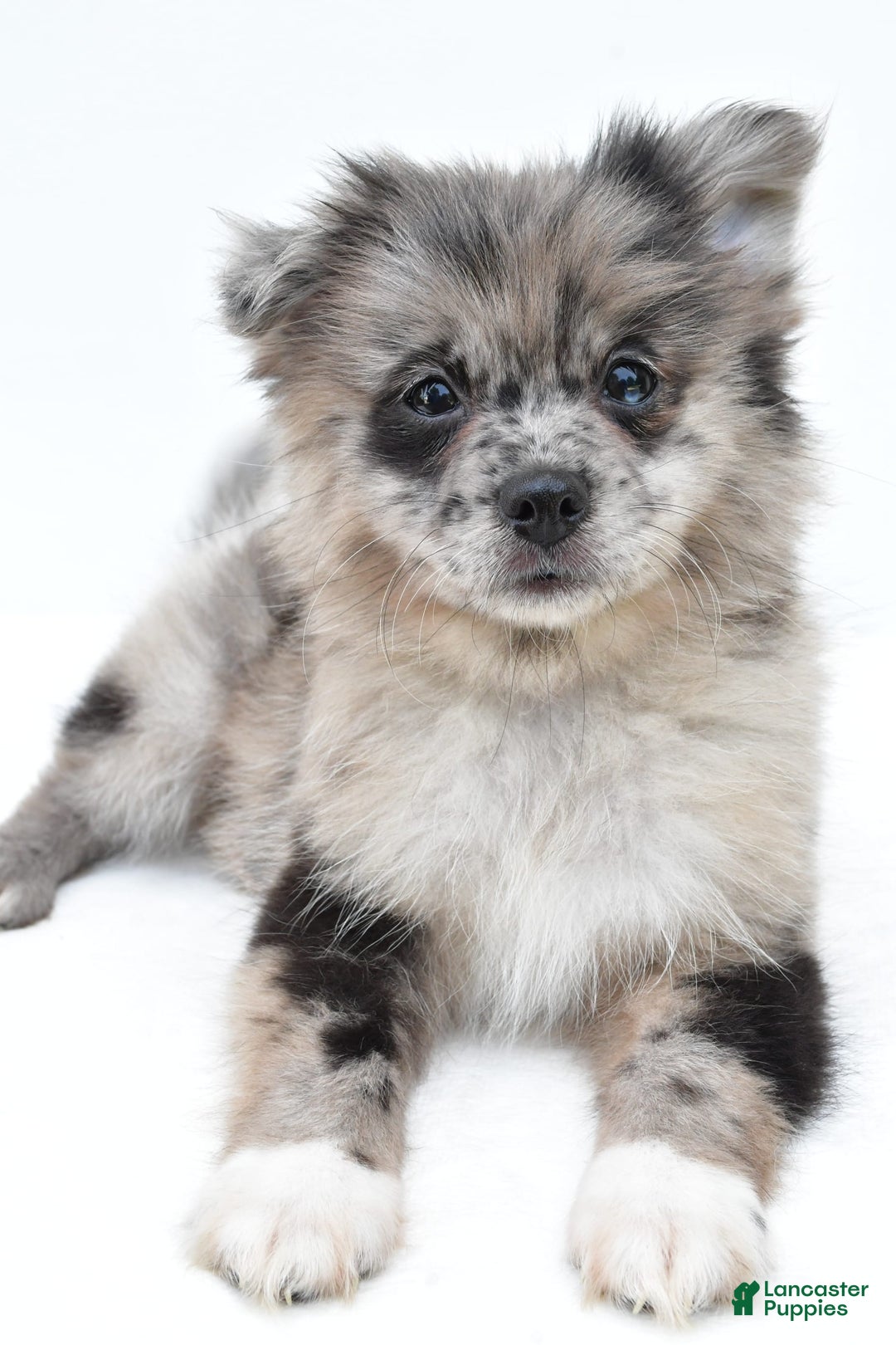 Pomeranian dogs for sale: Daisy - Image 5