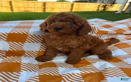 Mini Goldendoodle dogs for sale: Cooper - Image 12