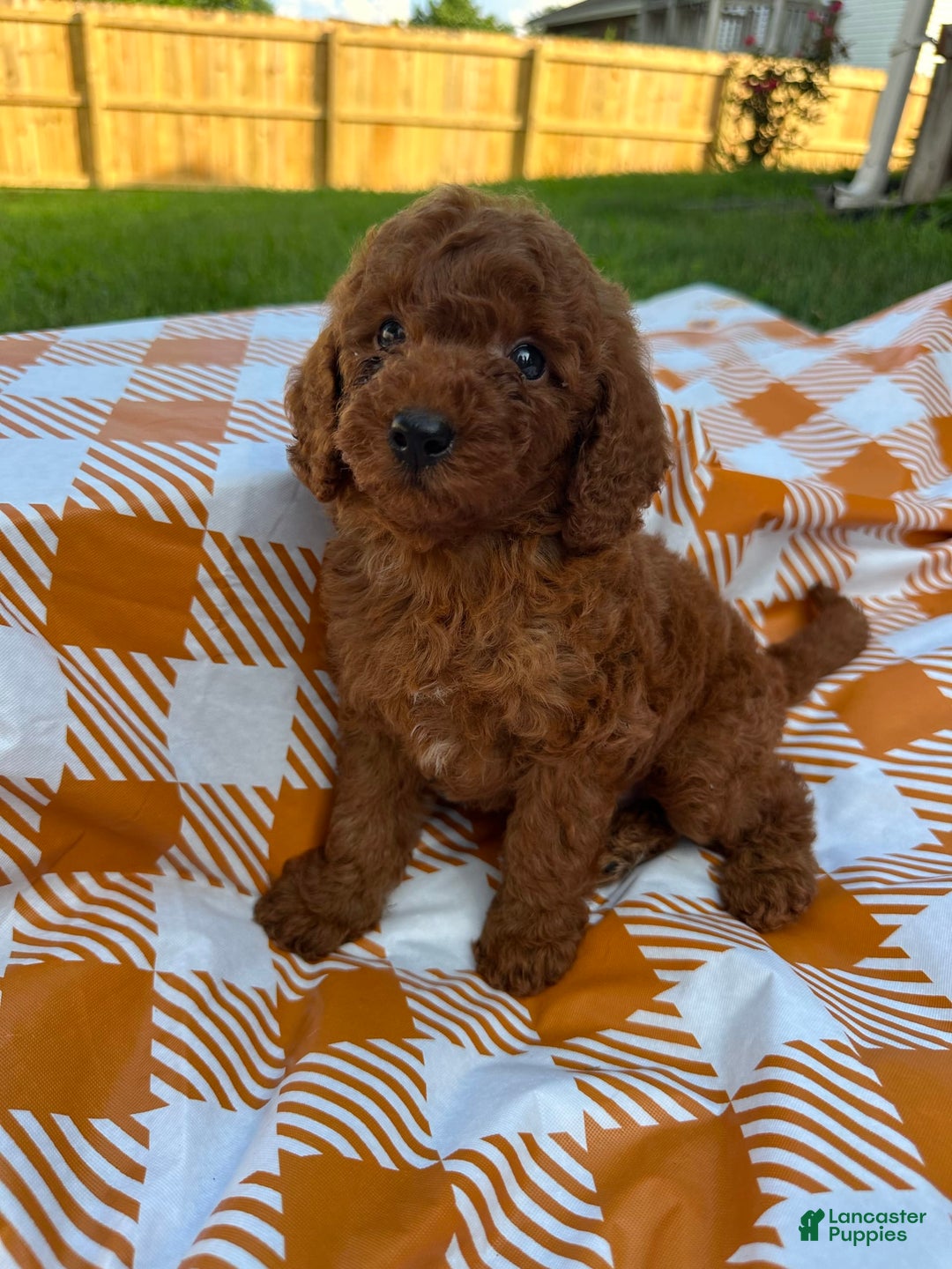 Mini Goldendoodle dogs for sale: Cooper - Image 12
