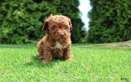 Toy Poodle dogs for sale: Baily - Image 1