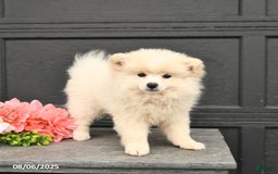 Pomeranian dogs for sale: Pomeranian 3 puppies - Image 1
