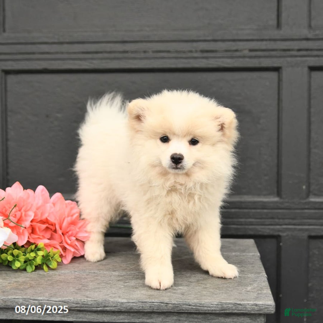 Pomeranian dogs for sale: Pomeranian 3 puppies - Image 1