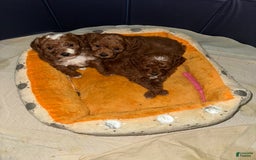 Toy Poodle dogs for sale: Dream - Image 11