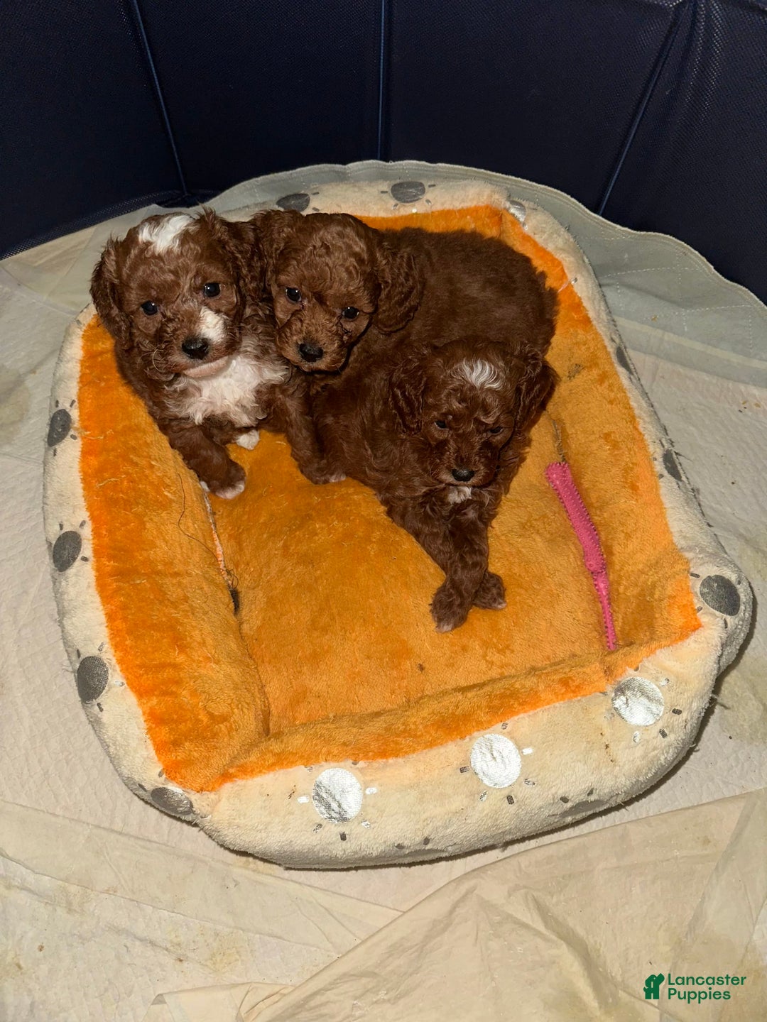 Toy Poodle dogs for sale: Dream - Image 11
