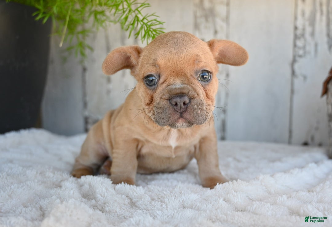 French Bulldog dogs for sale: Buster - Image 7