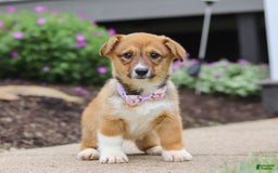 Welsh Corgi Pembroke dogs for sale: Daisy - Image 14
