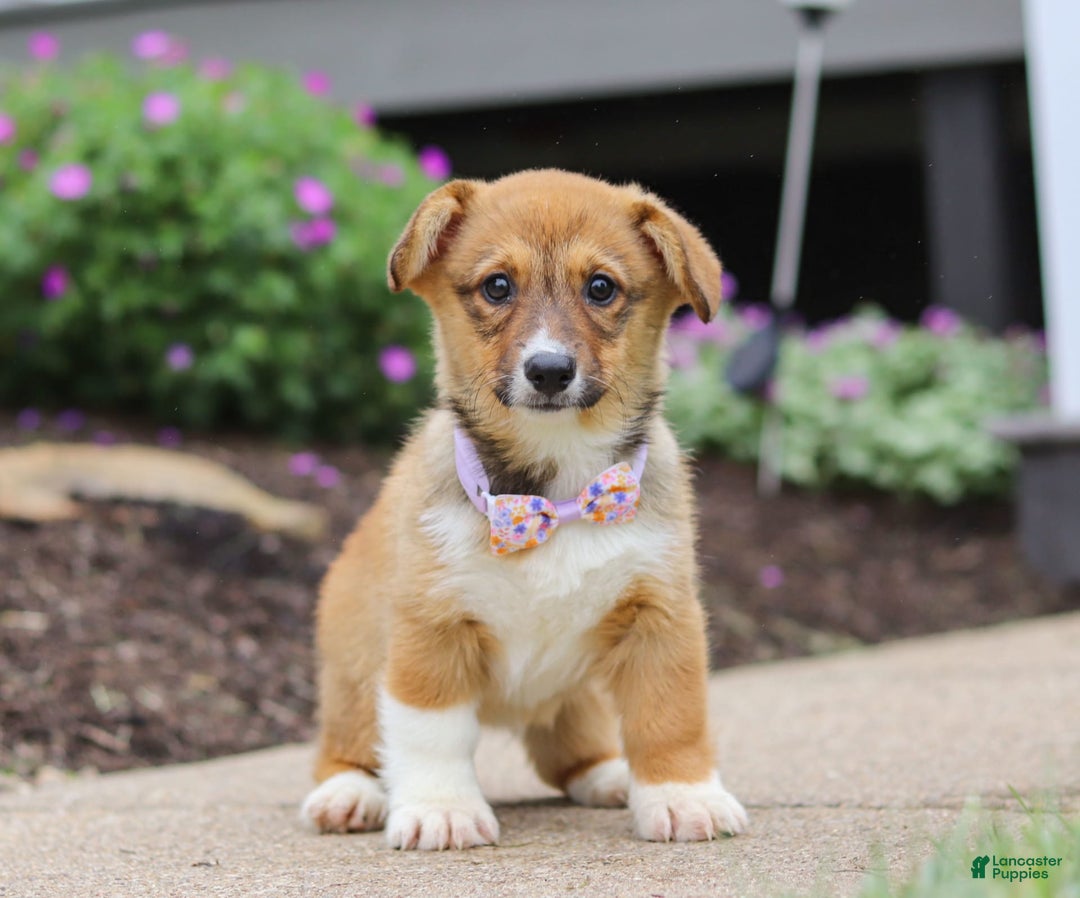 Welsh Corgi Pembroke dogs for sale: Daisy - Image 14