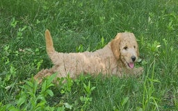 Goldendoodle dogs for sale: Taffy - Image 2