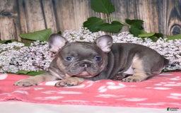 French Bulldog dogs for sale: Gemma - Image 7