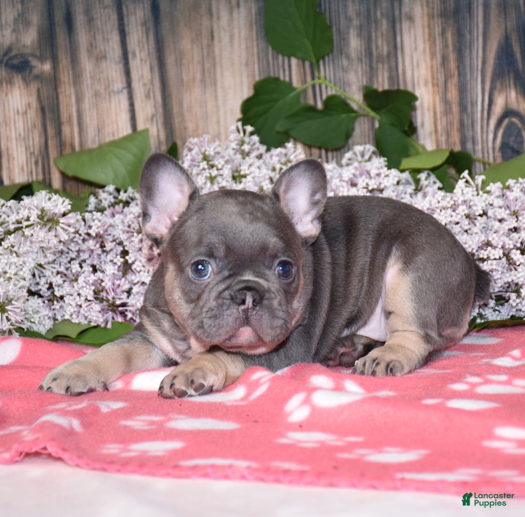 French Bulldog dogs for sale: Gemma - Image 7