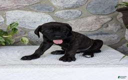 English Mastiff dogs for sale: Berkley - Image 10