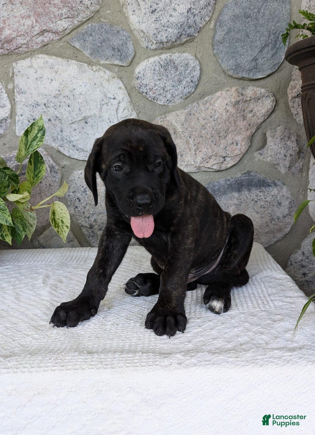 English Mastiff dogs for sale: Berkley - Image 10