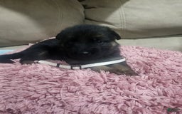 German Shepherd dogs for sale: Letty - Image 1