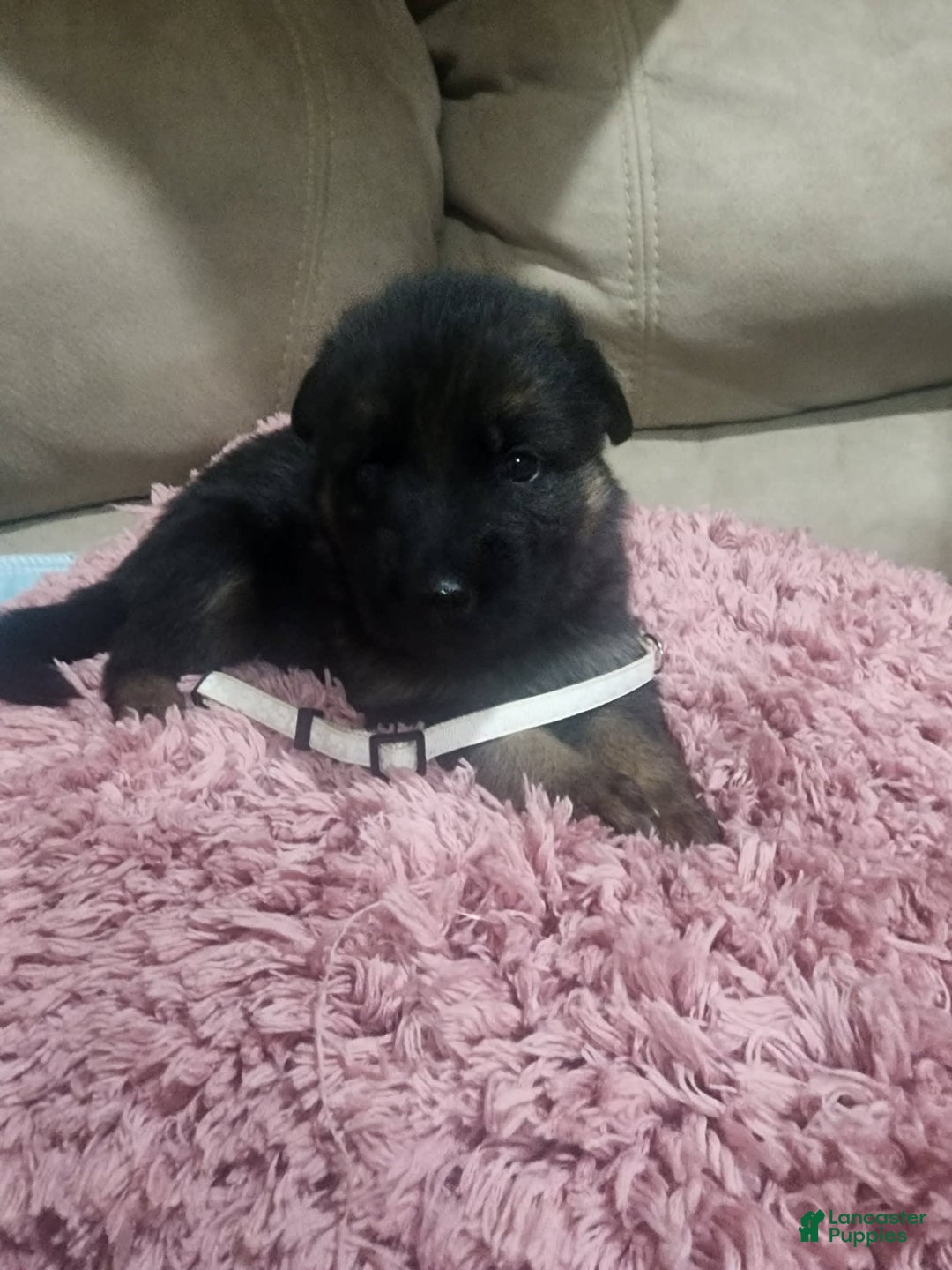 German Shepherd dogs for sale: Letty - Image 1