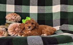 Miniature Poodle dogs for sale: Harmony - Image 3