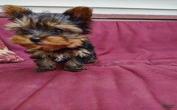 Yorkshire Terrier dogs for sale: Gene - Image 4