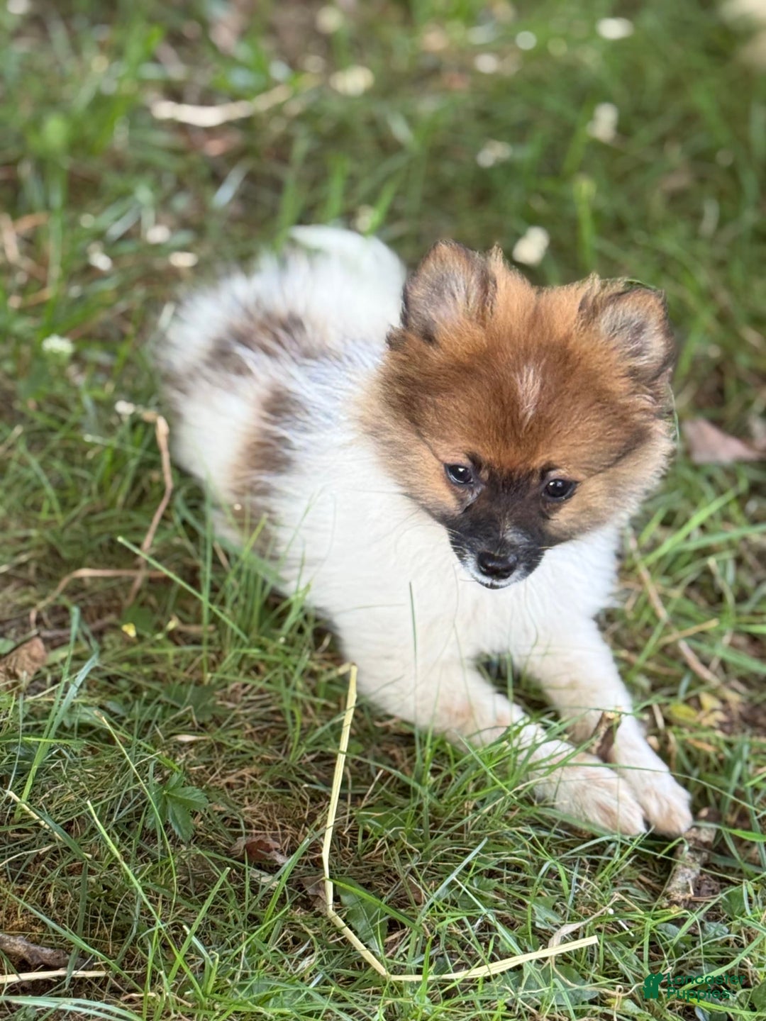 Pomeranian dogs for sale: Buddy - Image 5