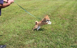 Shiba Inu dogs for sale: Tori - Image 2