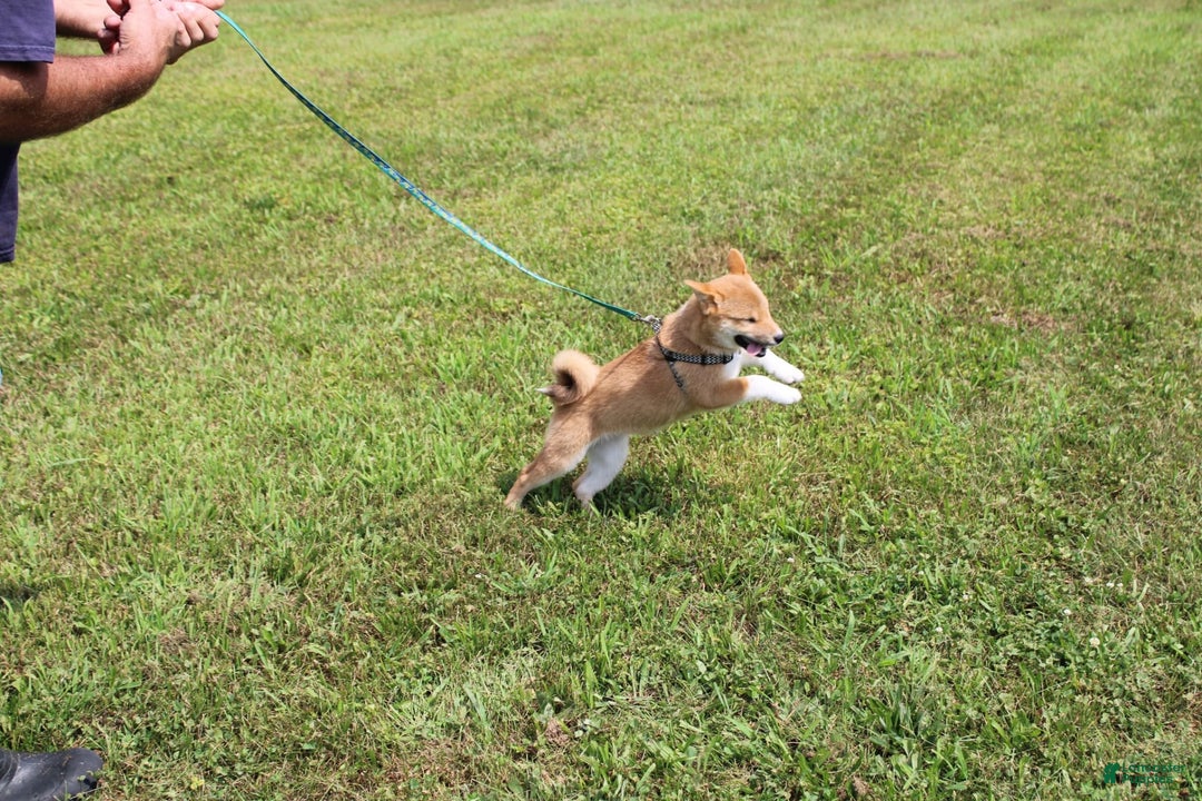 Shiba Inu dogs for sale: Tori - Image 2