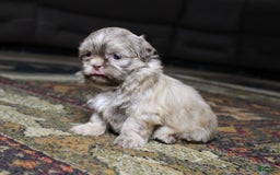 Shih Tzu dogs for sale: Gracie - Image 2