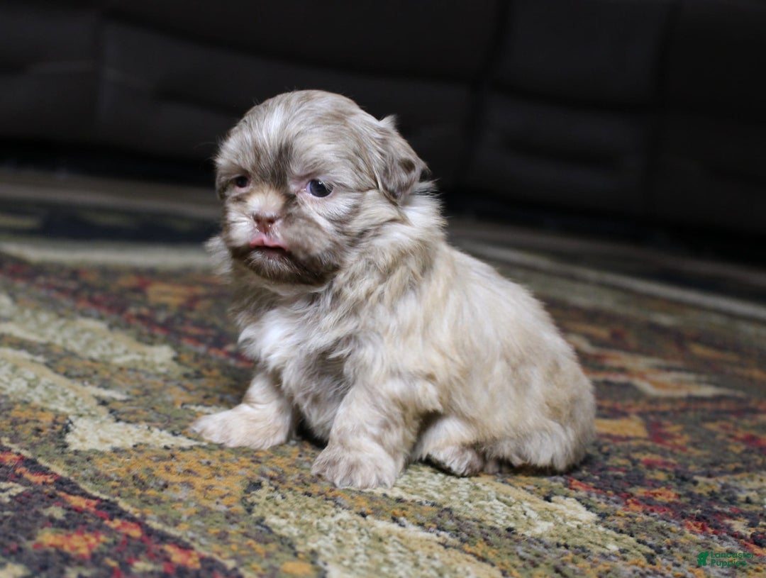 Shih Tzu dogs for sale: Gracie - Image 2
