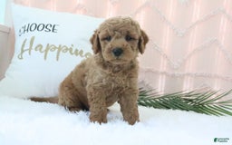 Mini Goldendoodle dogs for sale: Corey - Image 2
