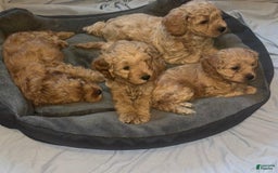Cavapoo dogs for sale: Hans - Image 3