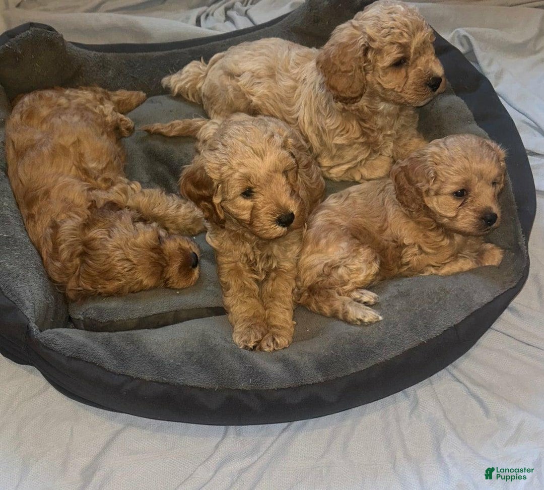 Cavapoo dogs for sale: Hans - Image 3