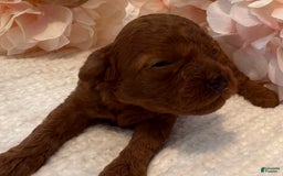 Toy Poodle dogs for sale: Dulce - Image 3