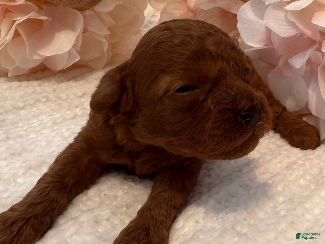 Toy Poodle dogs for sale: Dulce - Image 3