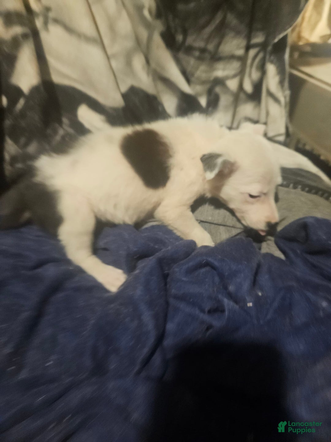 Border Collie dogs for sale: Dreami - Image 20