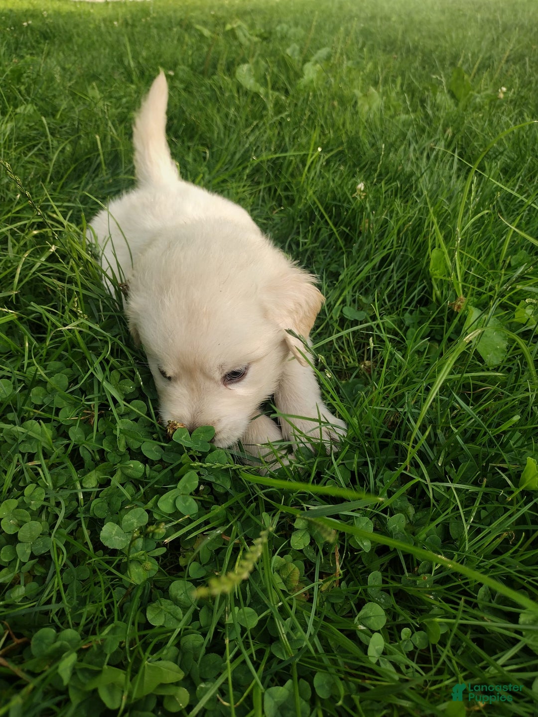 Golden Retriever dogs for sale: Pebbles - Image 3