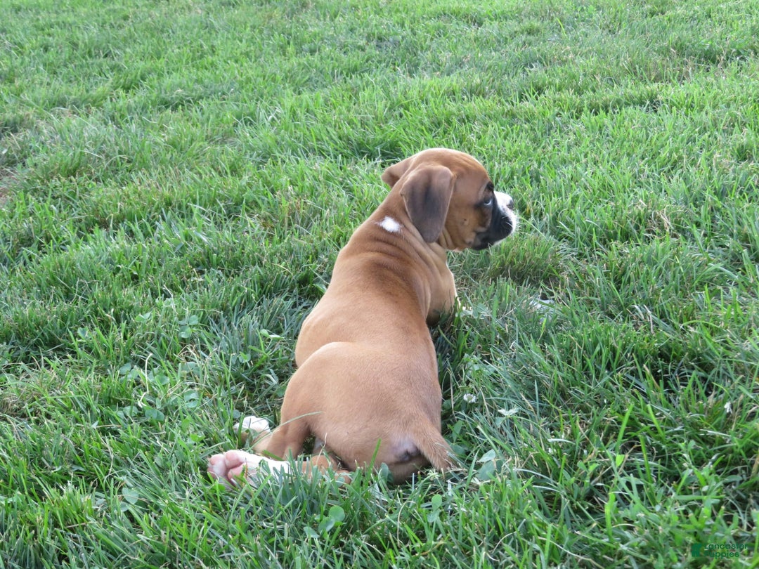 Boxer dogs for sale: Trooper - Image 1