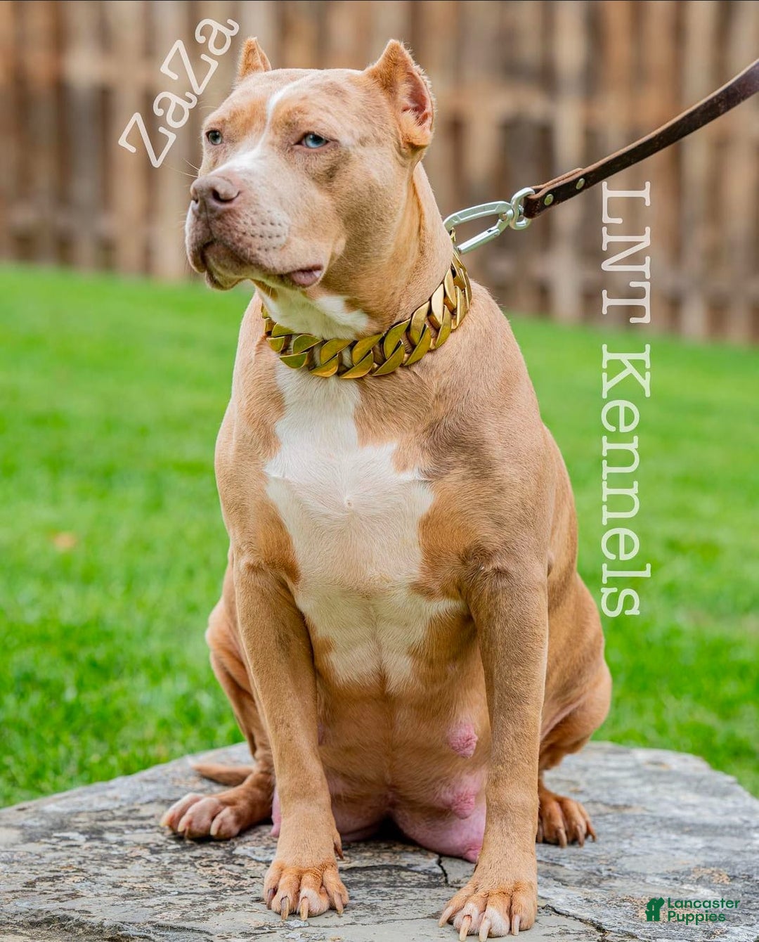 American Bully dogs for sale: Maru - Image 2