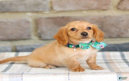 Miniature Dachshund dogs for sale: Vicky - Image 4