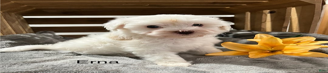 Erna