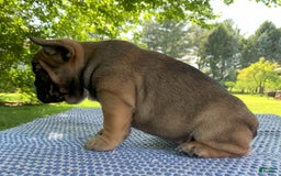 French Bulldog dogs for sale: Gigi - Image 5
