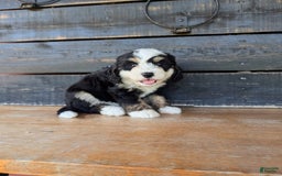Mini Bernedoodle dogs for sale: Sadie - Image 5