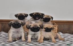 Pug dogs for sale: Sprinkles - Image 5