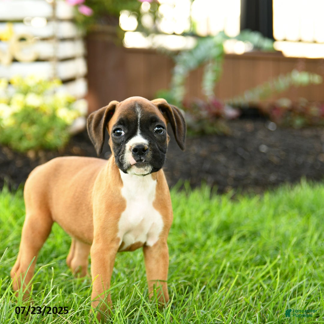 Boxer dogs for sale: Eve - Image 4