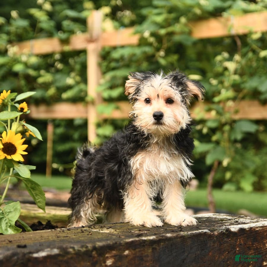 Morkie dogs for sale: Mickey - Image 4