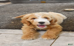 Goldendoodle dogs for sale: Mia - Image 6
