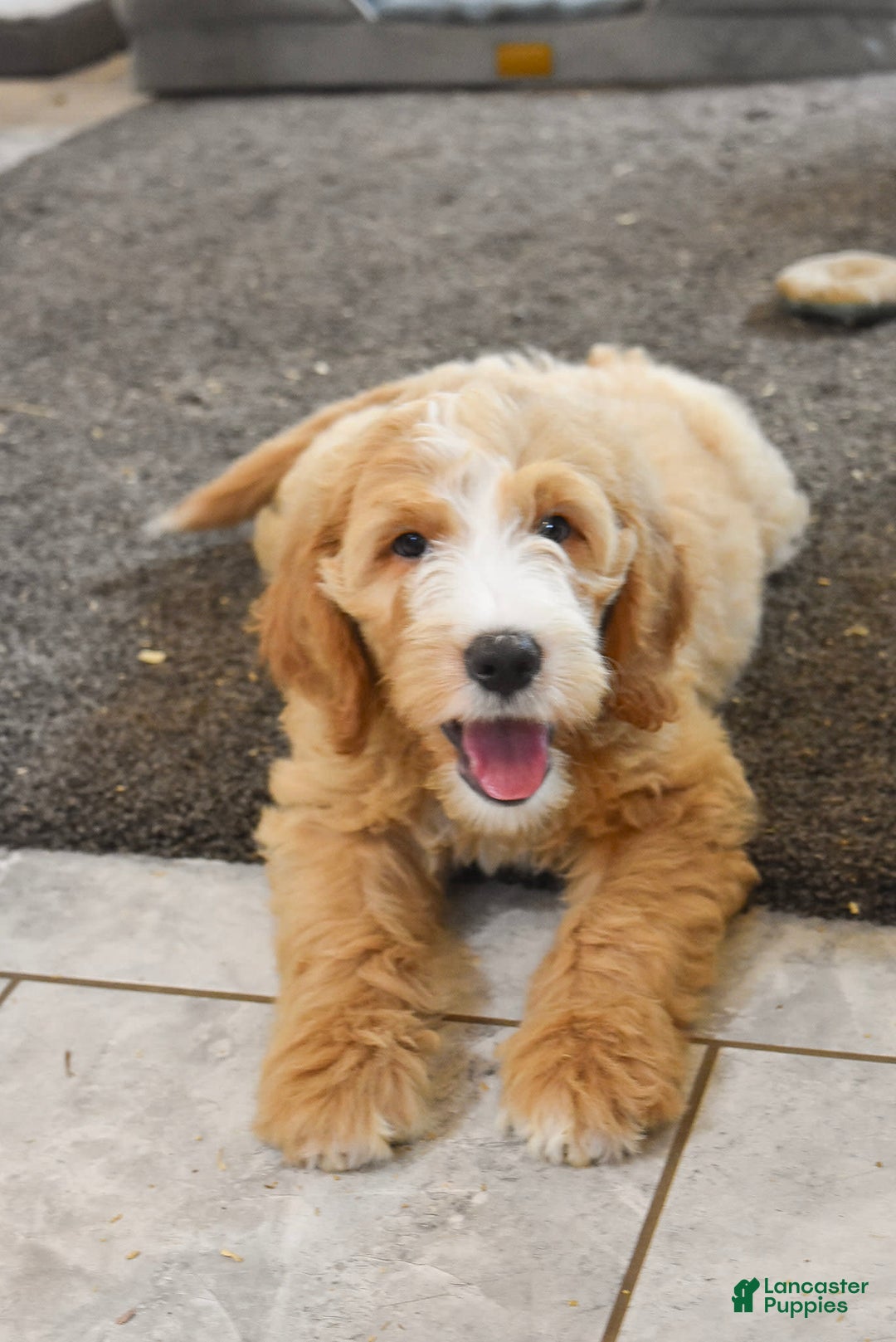 Goldendoodle dogs for sale: Mia - Image 6