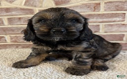 Cockapoo dogs for sale: Bandit - Image 3