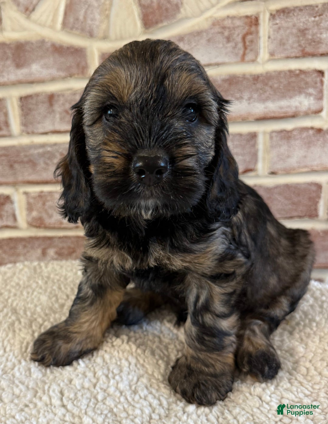 Cockapoo dogs for sale: Bandit - Image 3