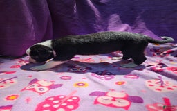 Border Collie dogs for sale: Fang - Image 8