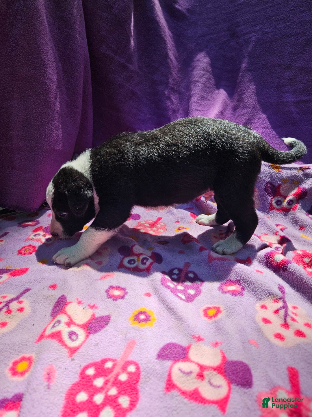 Border Collie dogs for sale: Fang - Image 8