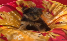 Yorkshire Terrier dogs for sale: Bambi - Image 3