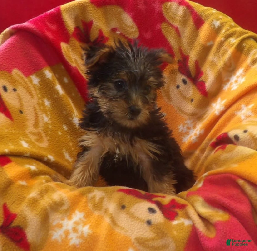 Yorkshire Terrier dogs for sale: Bambi - Image 3